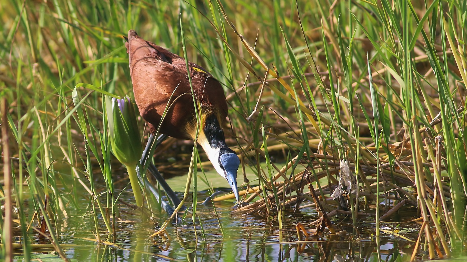 African Jacana